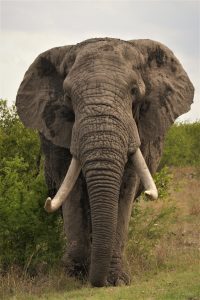 ELEPHANT2 A4 PORTRAIT