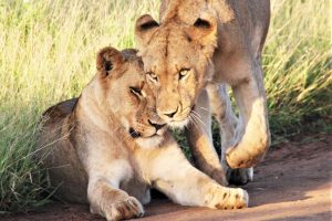 IMG-20230309-WA0001[22]