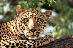 LEOPARD A3 LANDSCAPE edit-L1430-PRO