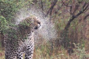 LEOPARD WATER A5 LANDSCAPE