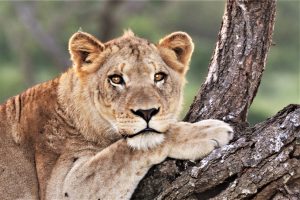 LION IN TREE A5 LANDSCAPE