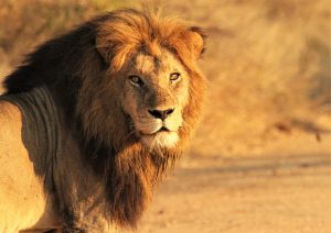 LION LOOKING BACK A4 LANDSCAPE