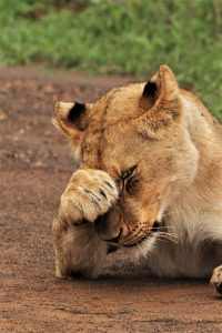 LION PAW A5 PORTRAIT