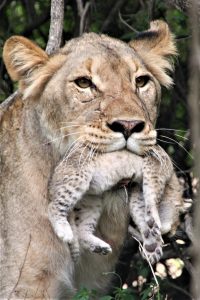 LIONESS & CUB A2 PORTRAIT