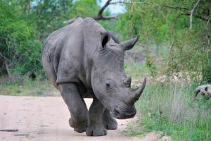 RENOSTER A5 LANDSCAPE