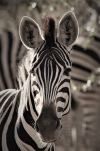 ZEBRA A4 PORTRAIT